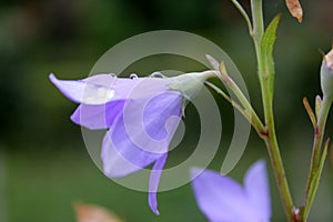 Balloon flower, Chinese bellflower, Platycodon grandiflorus