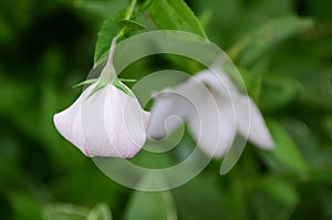 Balloon Flower closed and open perennial plant