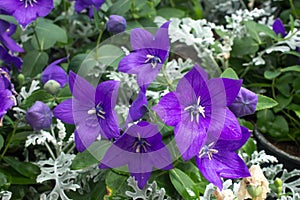 Balloon flower Platycodon grandiflorus