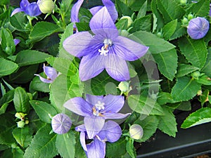 Balloon flower Platycodon grandiflorus