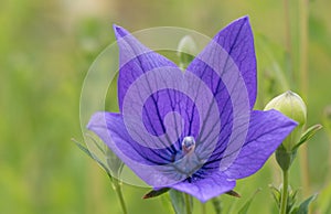 Balloon flower, Platycodon grandiflorus with purple bloom