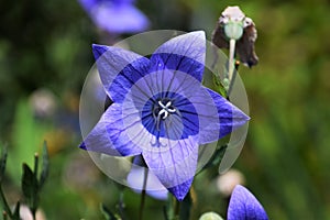 Balloon flower