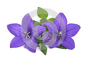 Balloon flowers with bud