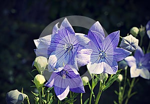 Balloon flowers Platycodon grandiflorus