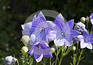 Balloon flowers (Platycodon grandiflorus)