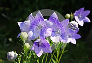 Balloon flowers Platycodon grandiflorus