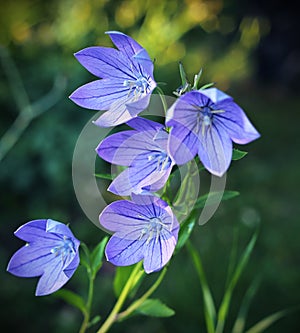 Balloon flowers