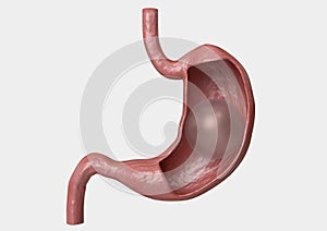 Balloon gastric. inflatable device that is placed in the stomach to reduce weight