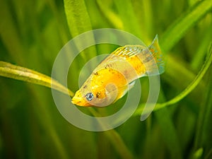 Balloon molly Poecilia latipinna isolated in a fish tank with blurred background