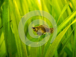 Balloon molly Poecilia latipinna isolated in a fish tank with blurred background