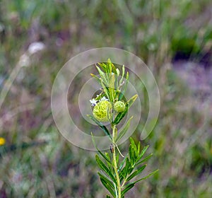 Balloon plant milkweed, Gomphocarpus physocarpus photo