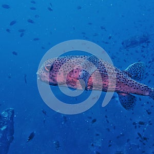 balloon pufferfish atâ€‹ shipwreckâ€‹ scuba divingâ€‹ siteâ€‹ southâ€‹ Thailand
