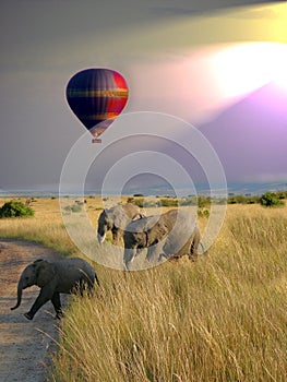 Balloon Safari