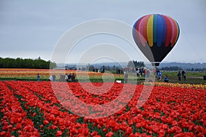Balloon and tulip field near Woodburn, Oregon