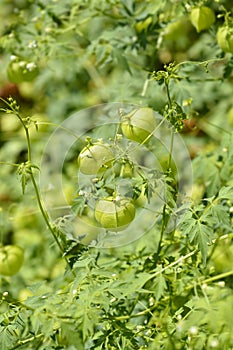 Balloon vine