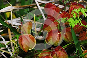 Balloon vine; Balloonvine; Heart seed