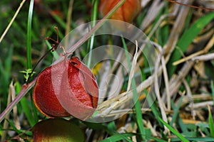 Balloon vine; Balloonvine; Heart seed