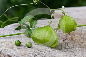 Balloon vine, Balloonvine, Heart seed or Heart pea on wooden background