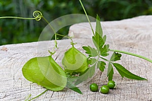 Balloon vine, Balloonvine, Heart seed or Heart pea on wooden background