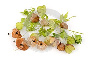 Balloon vine or cardiospermum halicacabum fruits ,seeds and branch green leaves isolated on white background