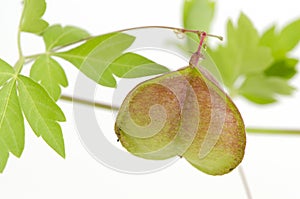 Balloon vine, Heart pea, Heart seed, Smooth leaved Heart Pea on a white background