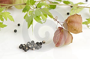 Balloon vine, Heart pea, Heart seed, Smooth leaved Heart Pea on a white background