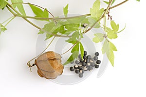 Balloon vine, Heart pea, Heart seed, Smooth leaved Heart Pea on a white background