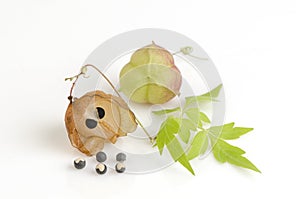 Balloon vine, Heart pea, Heart seed, Smooth leaved Heart Pea on a white background