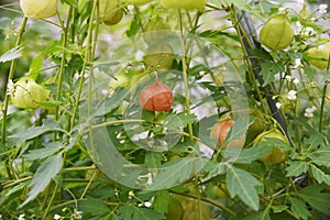 Balloon vine Heart seed