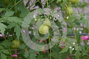 Balloon vine Heart seed