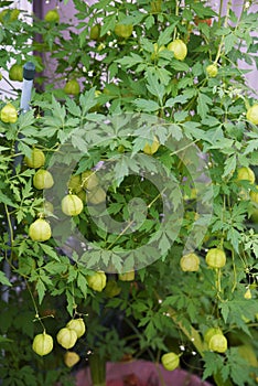 Balloon vine Heart seed