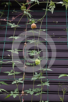 Balloon vine Heart seed