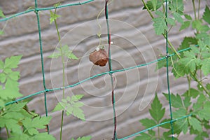 Balloon vine Heart seed