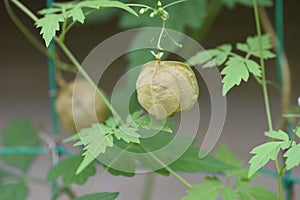 Balloon vine Heart seed