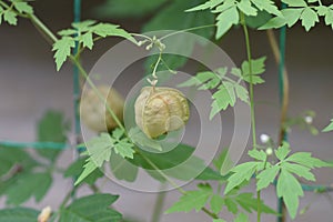 Balloon vine Heart seed