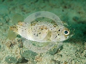 Balloonfish