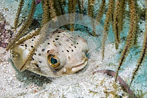 Balloonfish