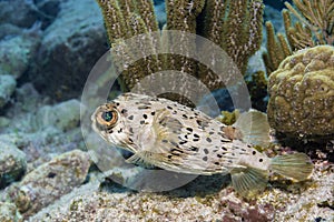 Balloonfish