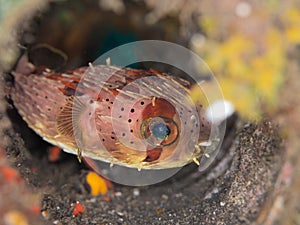 Balloonfish, Diodon holocanthus. Scuba diving in North Sulawesi, Indonesia