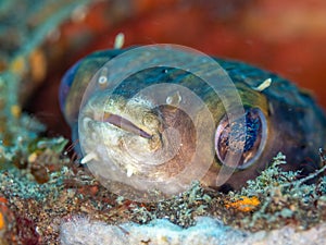 Balloonfish, Diodon holocanthus. Scuba diving in North Sulawesi, Indonesia