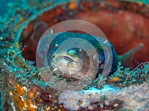 Balloonfish, Diodon holocanthus. Scuba diving in North Sulawesi, Indonesia