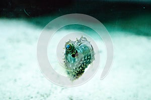 Balloonfish Diodon holocanthus swims along a marine reef