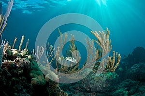 Balloonfish in Sea Rod