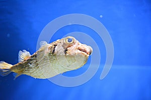 Balloonfish Swimming Under Water with Quills Down