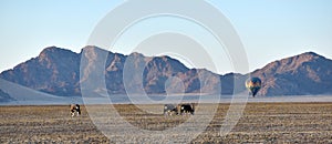 June 13, 2016. Namid Desert, Namibia. Ballooning With Oryx In The Foreground in the Namid-Naufluft Desert, In