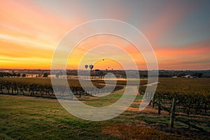 Balloons over vineyards in Pokolbin wine region at sunrise, Hunter Valley, NSW, Australia