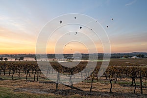 Balloons over vineyards in Pokolbin wine region at sunrise, Hunter Valley, NSW, Australia
