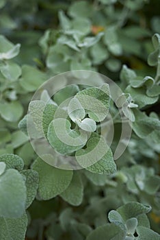 Ballota pseudodictamnus close up