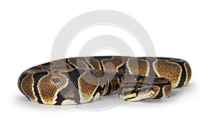 Ballpython snake on white background