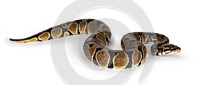 Ballpython snake on white background